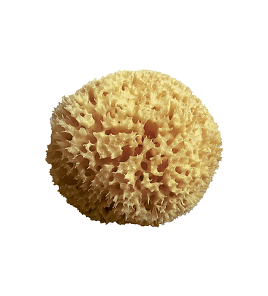ESPONJA ARCHIPIELAGO 9/10 cm (copia)